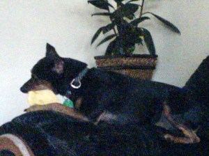 Miniature doberman pinscher aka Bombon